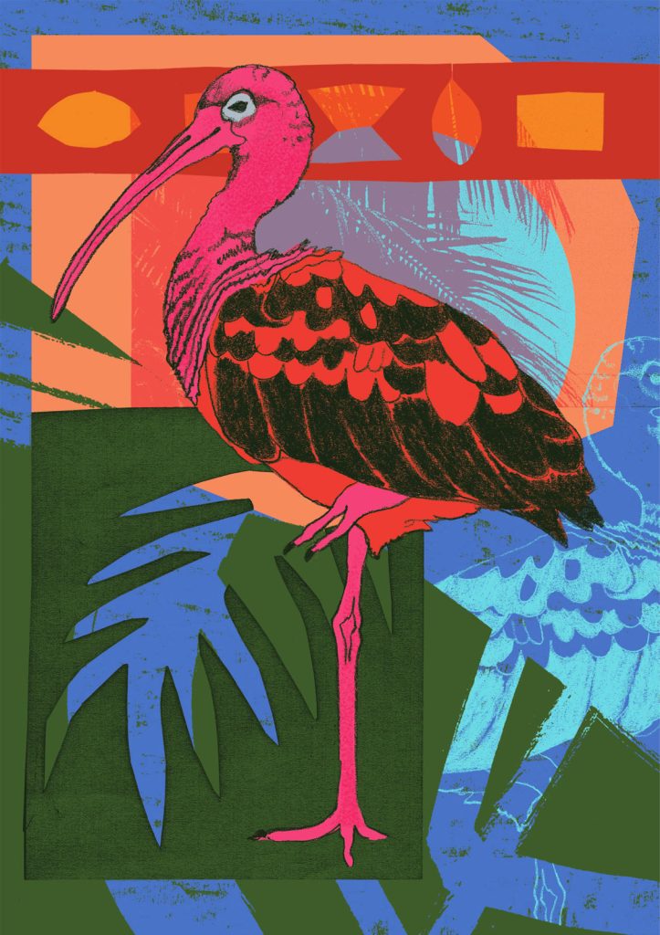 Melissa-North_Scarlet-Ibis-illustration